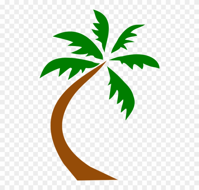 Coconut Palm Tree Curved Twisted Palm Tropical - Coconut Palm Tree Curved Twisted Palm Tropical #346