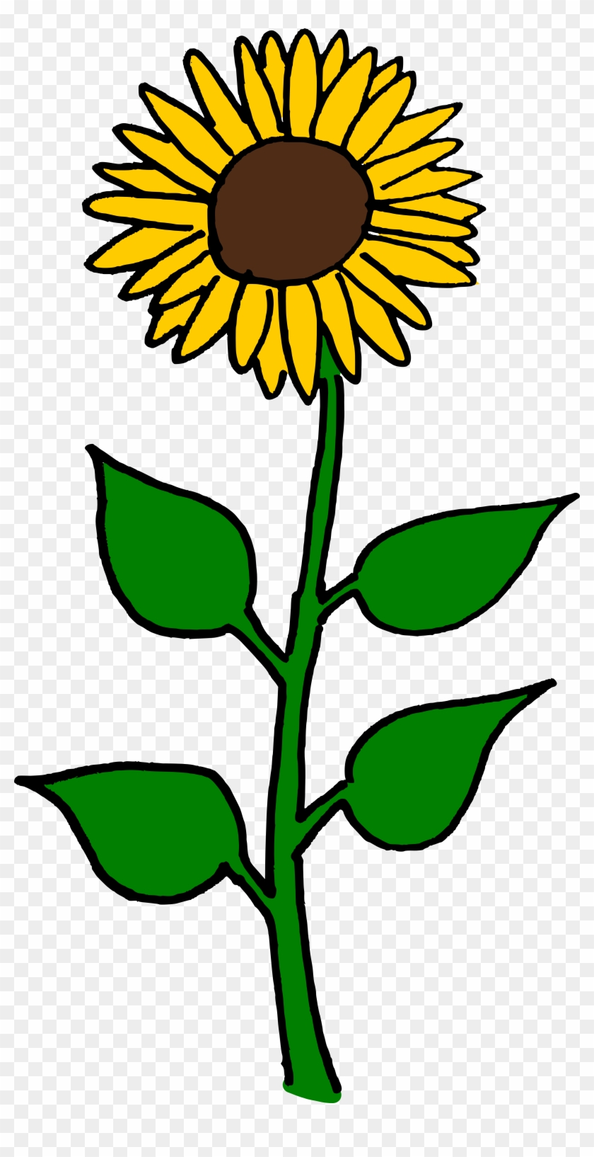 Common Sunflower Sunflower Seed Helianthus Giganteus - Giant Sunflower Clip Art #3437