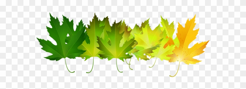 Green Autumn Leaves Transparent Clip Art Image - Maple Leaf #3687