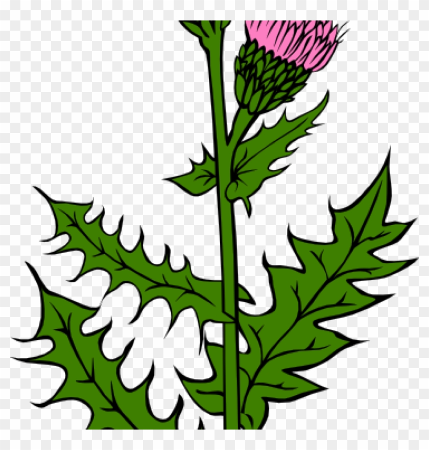 Weed Clipart Weed With Pink Buds Clip Art At Clker - Cirsium Arvense #3753