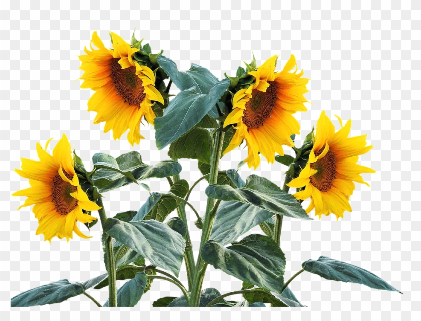 Sunflower Free Sunflower Free Pictures On Pixabay Clip - Sunflower Plant Png #3798