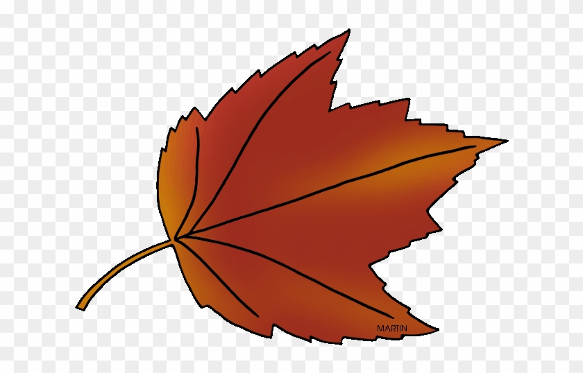 State Tree Of Rhode Island - Autumn #3903
