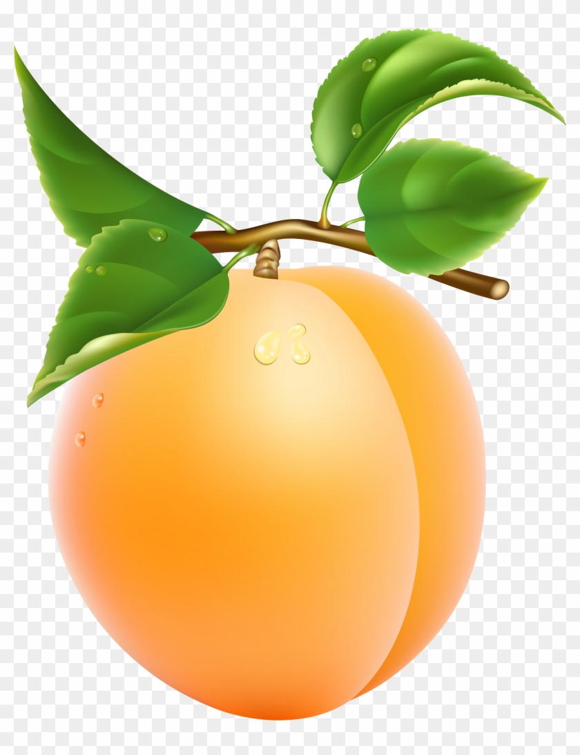 Apricot Transparent Png Clipart Picture - Apricot Clipart #4555