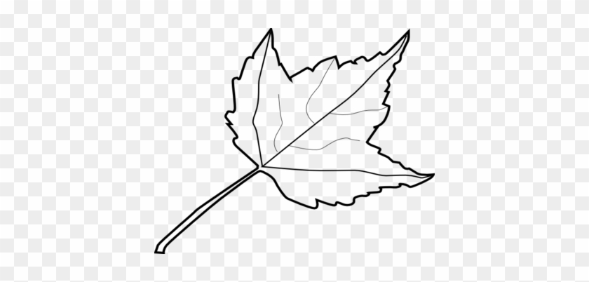 Coloring Trend Thumbnail Size Birch Leaf Outline Maple - Leaf Black And White #4469