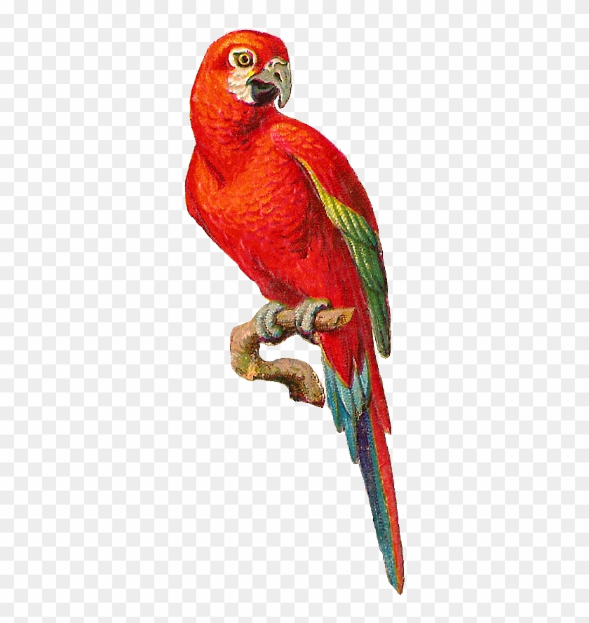 Antique Images - Parrot Graphic #4519