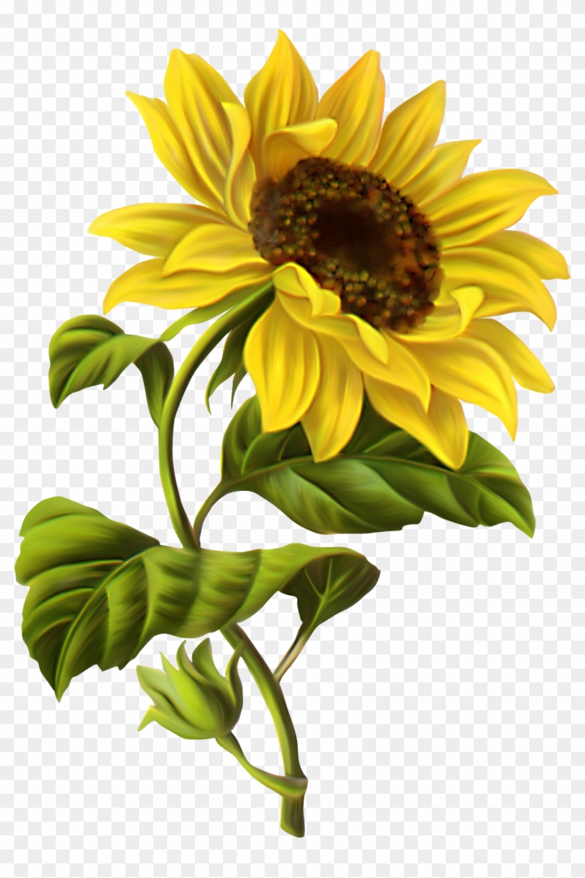 Featured image of post Sunflower Images For Drawing / Sunflower oil is a valued and healthy vegetable oil and sunflower seeds are enjoyed as a healthy, tasty snack and.