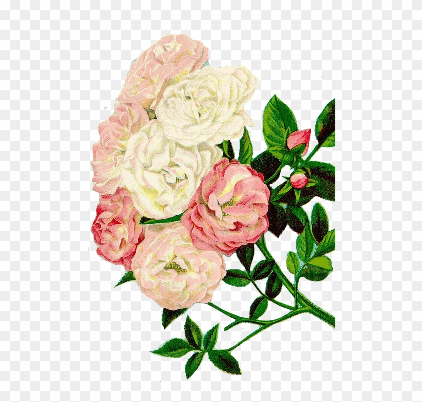Roses Clipart Floral Clipart Flowers - Clipart Bunga #4928