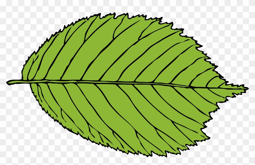 Leaf Clip Art #5053