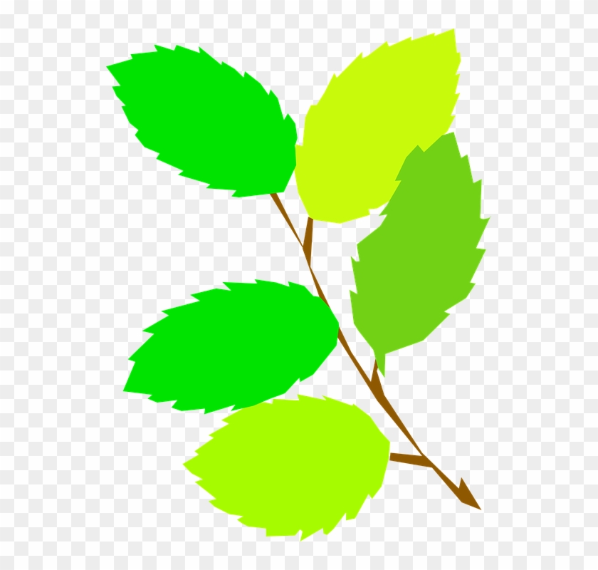 5 Green Leaves Clipart #5056