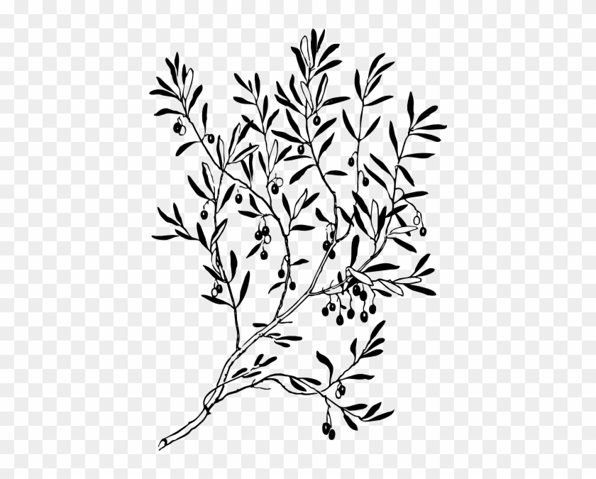 Olive Branch Clip Art - Branch Clip Art Black And White #5073