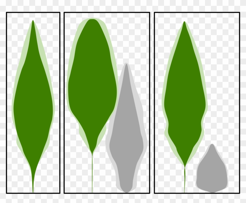 Initial Outlines Of Paper Birch Saplings Showed They - Tree #5139