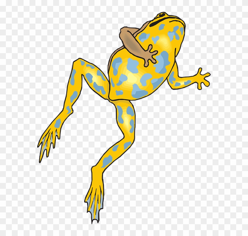 Frog Amphibian Rainforest Jungle Exotic Wildlife - Frog Jumping Transparent Png #5180