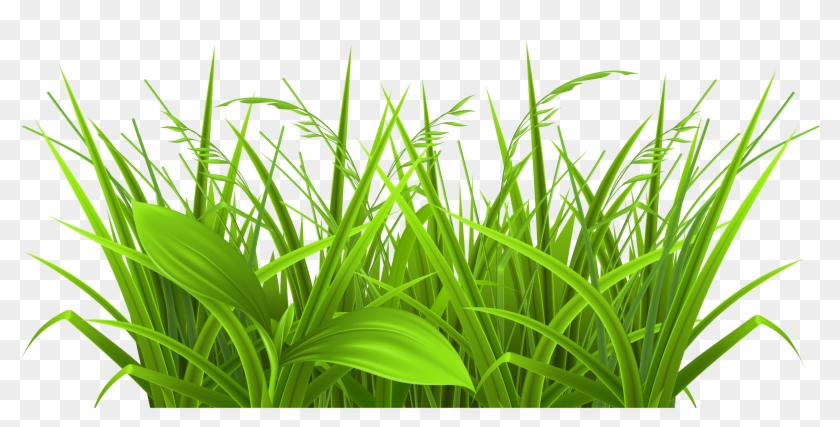 Transparent Grass Clipart - Physiological Efficiency For Crop Improvement #5458