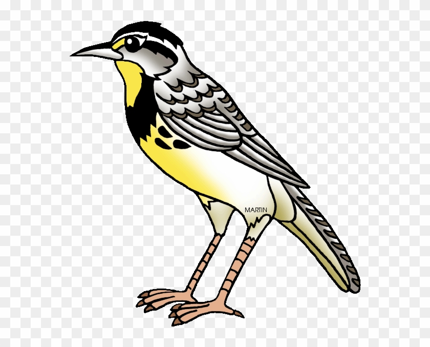 Nebraska State Bird - State Bird Of Kansas #5879