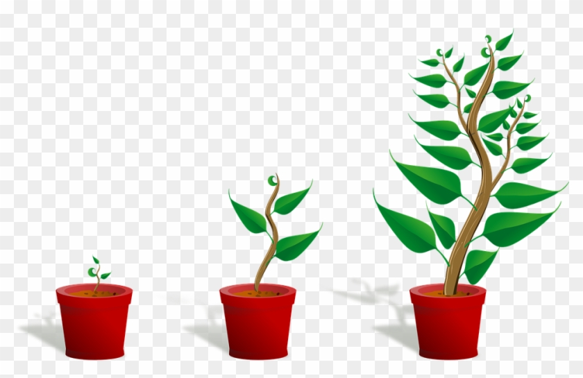 Sapling Plant Growing Seedling Growth Pott - Getting To Know Plants #6308