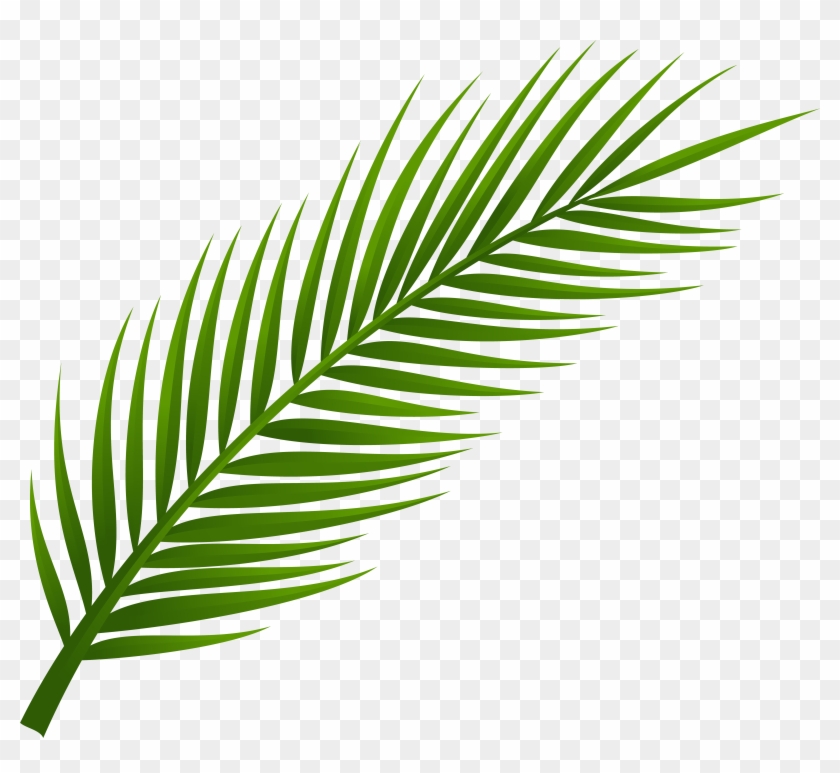 Palm Tree Leaf Png Clip Art - Palm Tree Leaf Png Clip Art #681