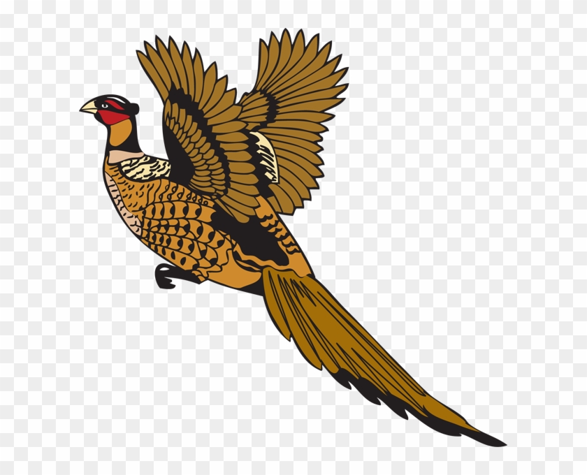 Pheasant - Full Size PNG Clipart Images Download