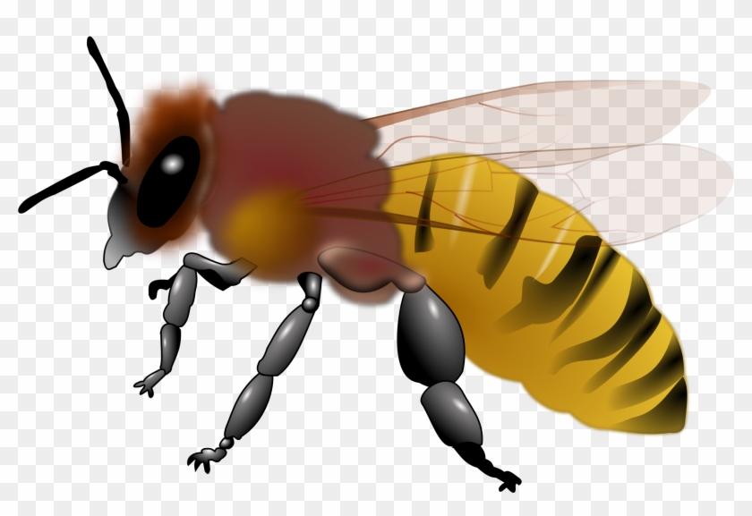 Bee Clipart - Free Clip Art Honey Bee #7096