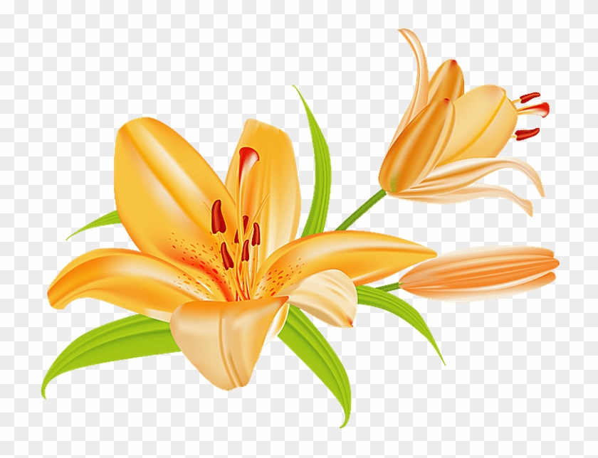 Grab This Free Summer Flower Clip Art - Lily Clip Art #7344