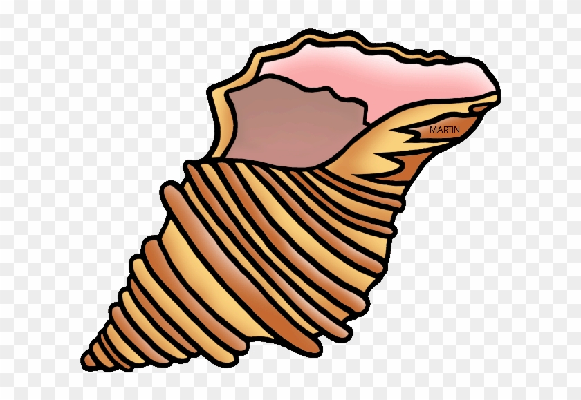 Shell Clipart United States Clip Art Phillip Martin - Whelk Clipart #7656