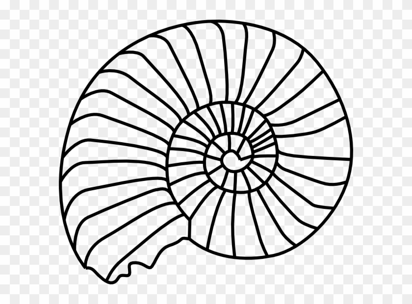 Spiral Shell Svg Clip Arts 600 X 540 Px - Fossil Black And White #7857