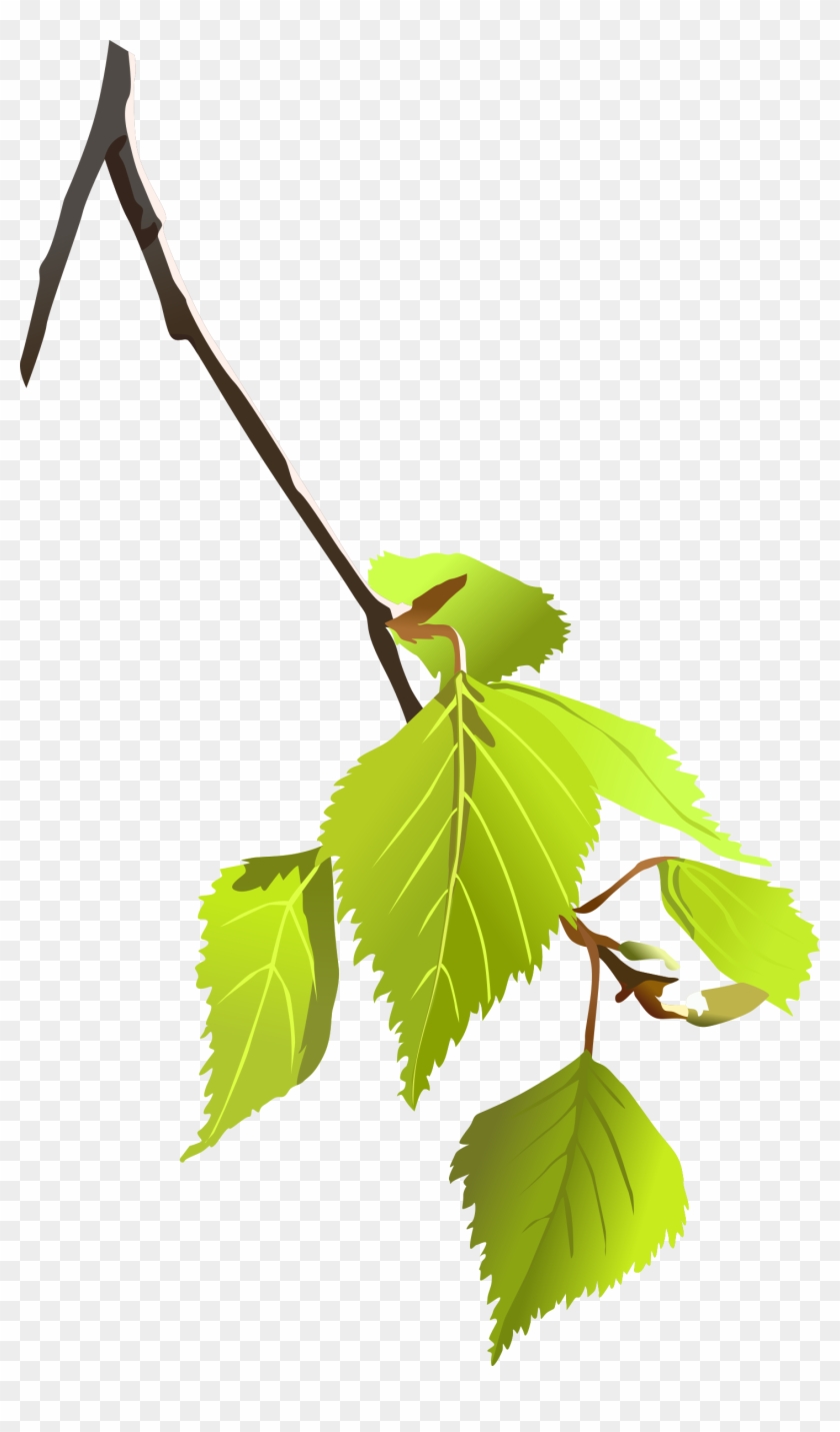 Birch Tree Branch Clipart - Tree Branch Vector Png #801