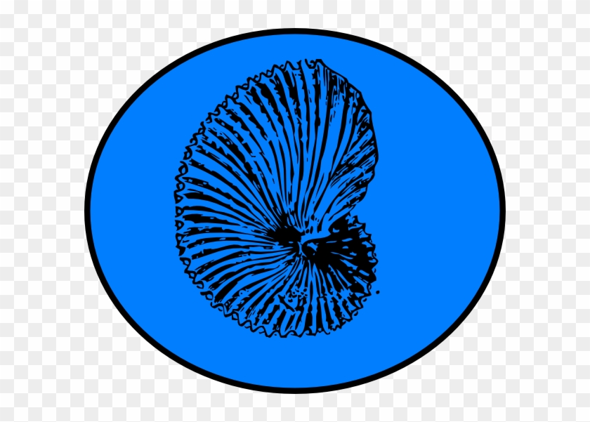Blue Shell Clip Art At Clkercom Vector Online - Fossils Transparent Png #8404