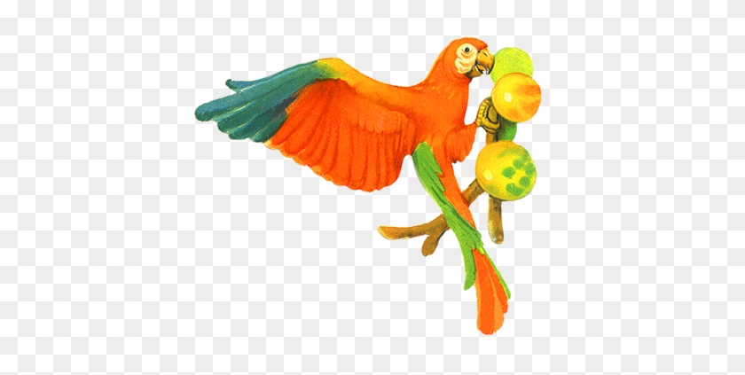 Parrot Eating Fruits Clip Art - Parrot Eating Clipart #8462