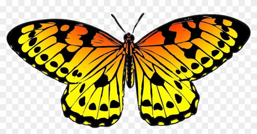 Yellow Butterflies Clipart Gallery Butterfly Pencil - Yellow Orange Black Butterfly #9655
