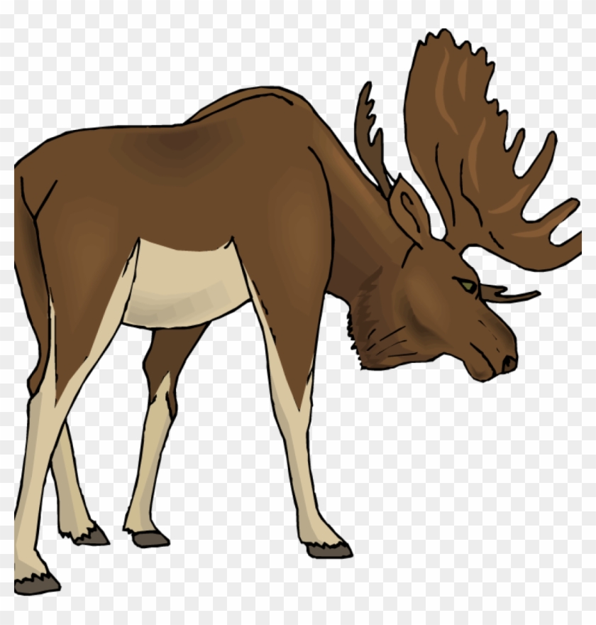 Free Moose Clipart Moose Clipart Cartoon Free Clipart - Free Clipart Moose #9702