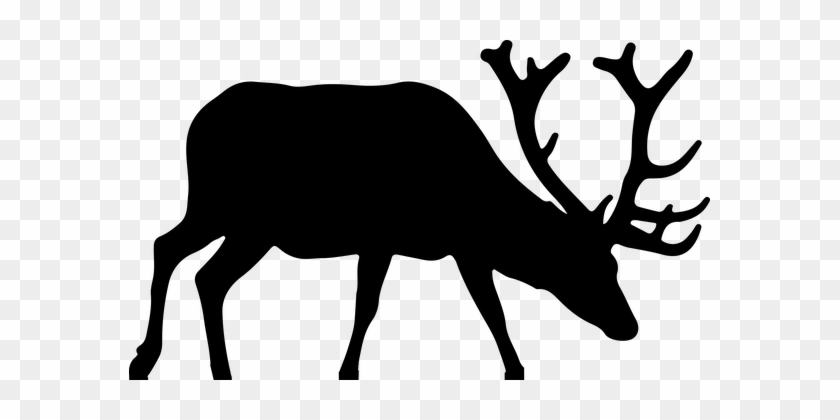 Animal Antlers Deer Elk Silhouette Deer De - Elk Clip Art #9768