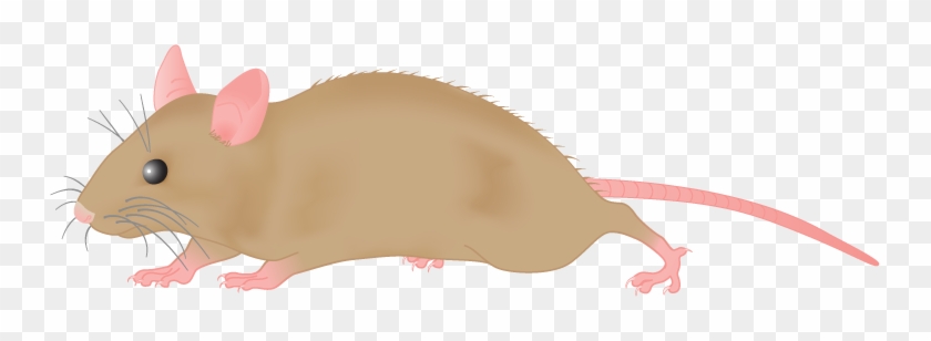 Mouse Clipart - Mouse Clipart Png #9800