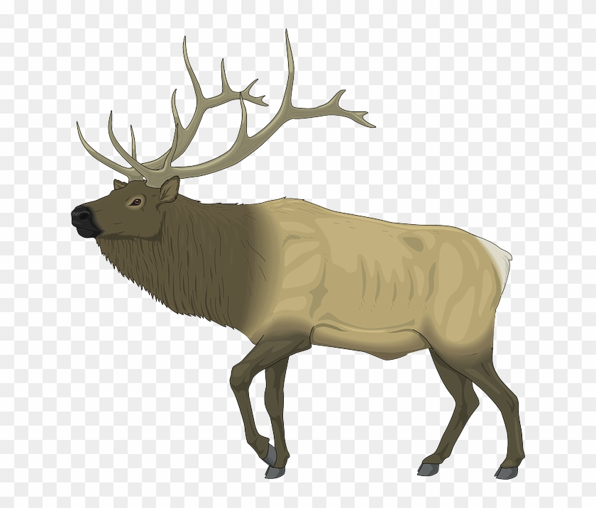 Large, Body, Moose, Animal, Mammal, Antlers - Elk Clip Art Free #9823