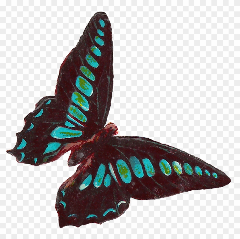 Digital Butterfly Moth Clip Art Downloads - Clip Art #10090