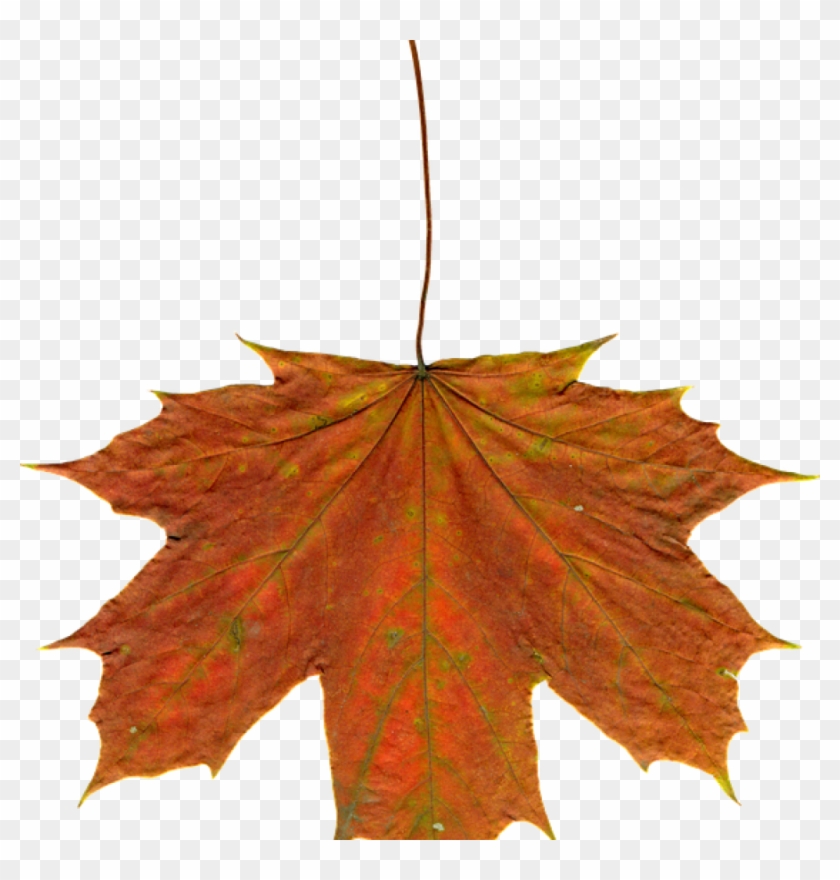 Autumn Leaves Clipart Leaves Autumn Clipart Free Photo - Leaf #10685