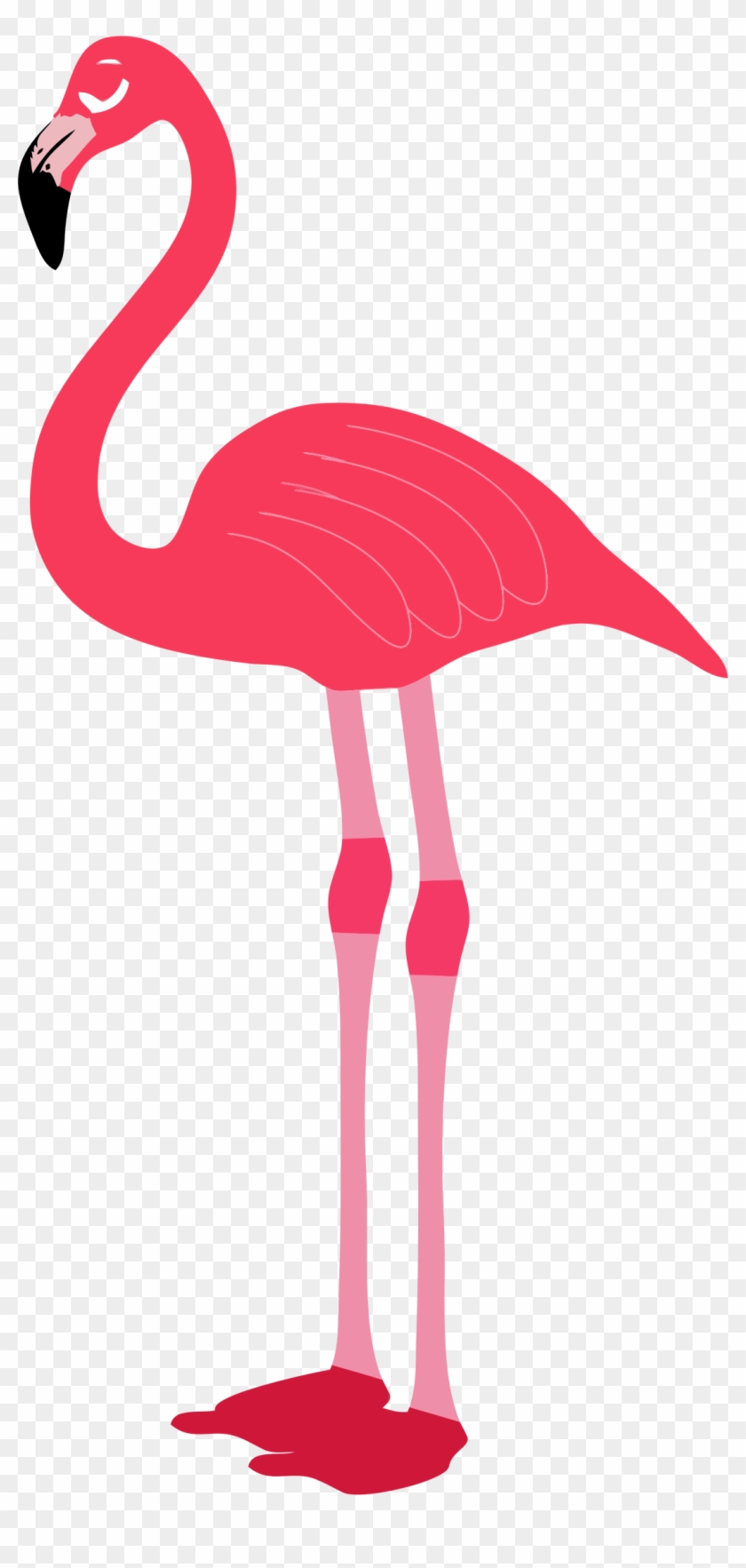 Flamingo Clip Art Free - Flamingo Transparent #11280