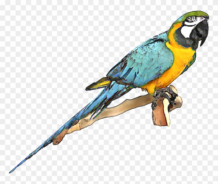Blue Bird Clipart - Macaw Clip Art #11350