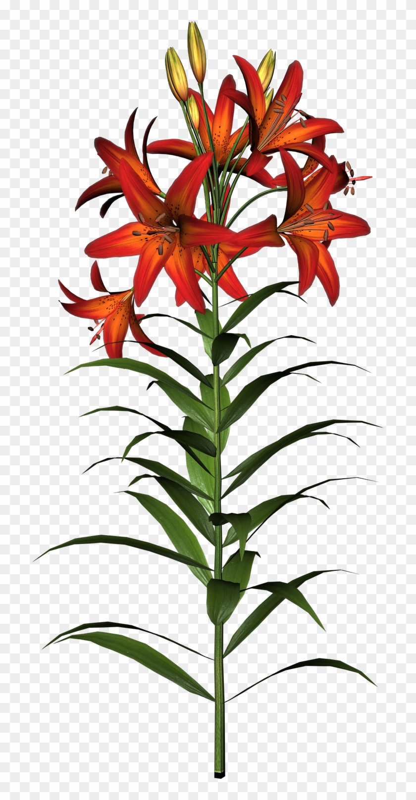 Easter Lilies Clipart Transparent Png - Asiatic Lily Clip Art #11783