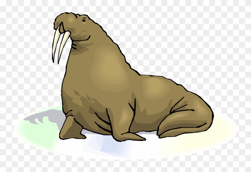 Top Walrus Clip Art Free Clipart Image - Walrus Transparent Background #12257