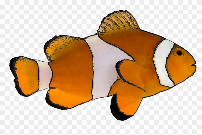 Tropical Fish Clip Art - Clown Fish White Background #12825