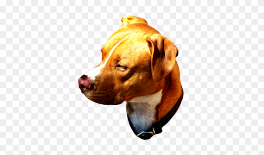 Head Of Brown Dog - Pit Bull #13099
