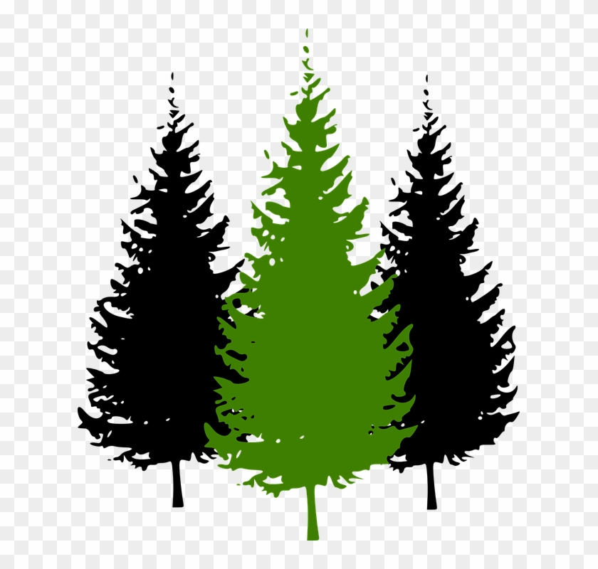 Fir Tree Clipart Conifer - Pine Tree Silhouette #13304