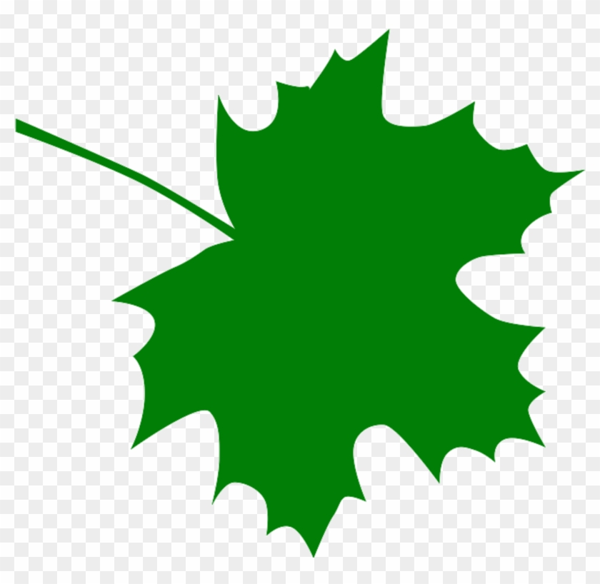 Sugar Maple Leaf Clipart Kid - Green Maple Leaf Clip Art #13323