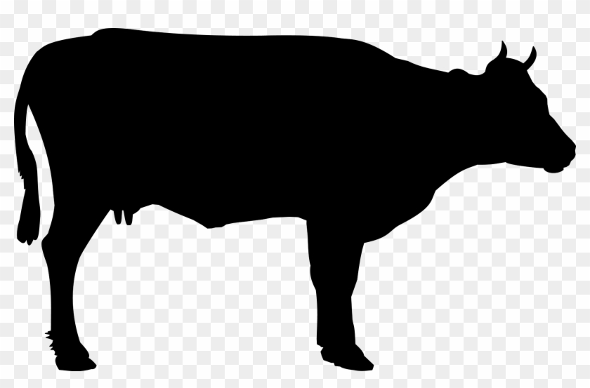 Cow 999px Black And White Animals Pinterest Cow - Black Cow Png #13632