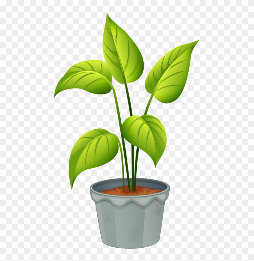 Green Home Plant - Flowering Plant And Non Flowering Plant #13750