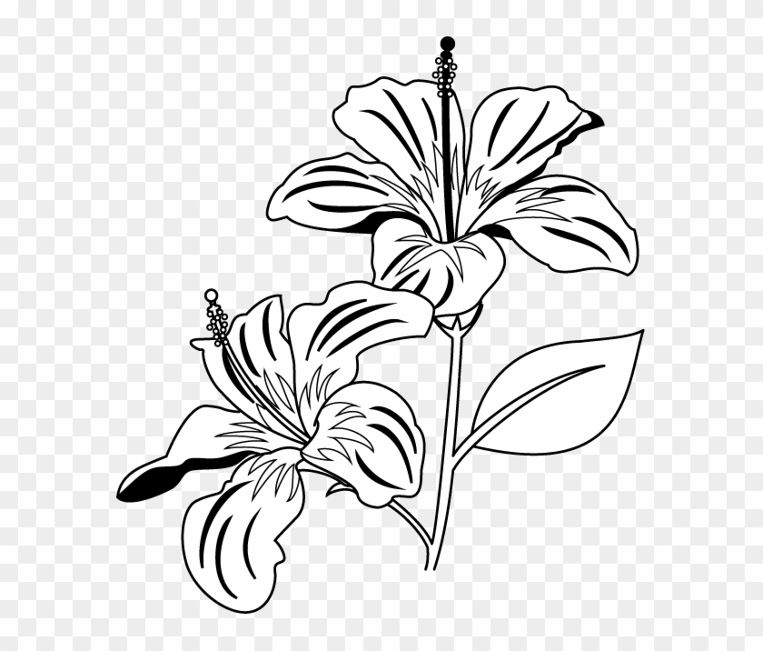 Gumamela Flower Clipart Black And White - Gumamela Clip Art Black And White #14190