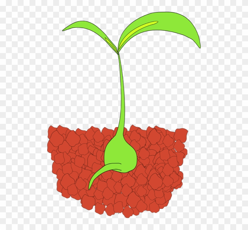 Seedling Sprouting - Seedlings Clipart #15231