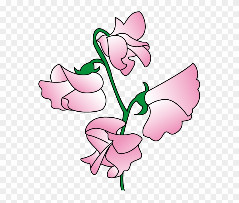 Pea Clipart Sweet Pea - Sweet Pea Flower Clip Art #16763