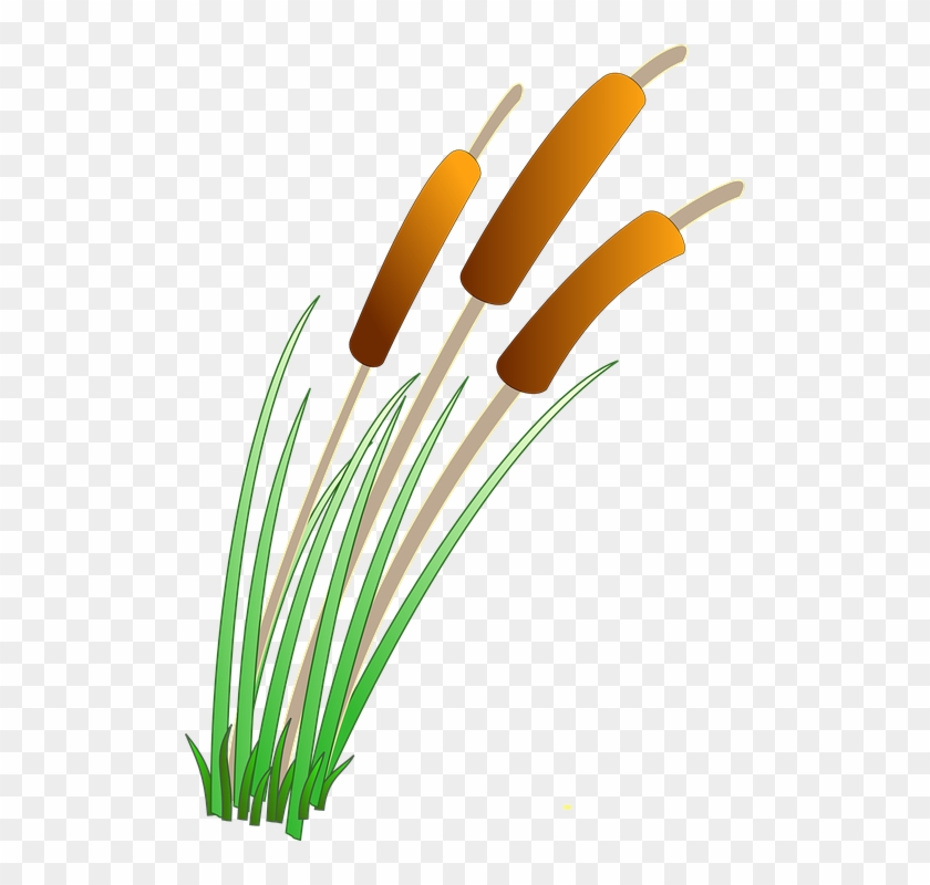 Reeds Clipart #17039