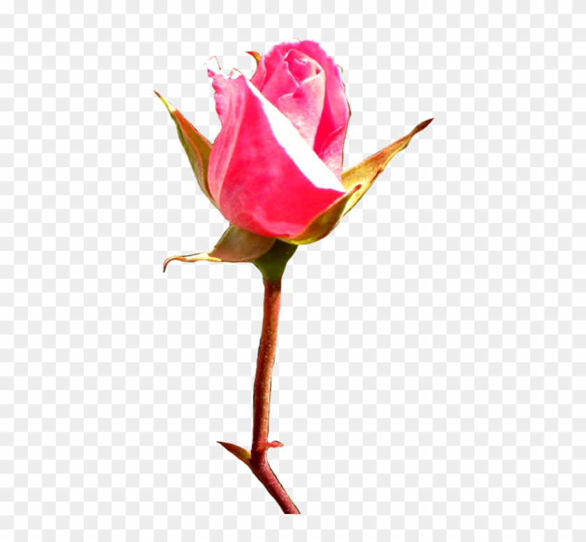 Pink Rose Bud Clip Art - Rose Bud Art #17076